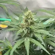 Runtz Punch 🥊 Living Soil by Herbies