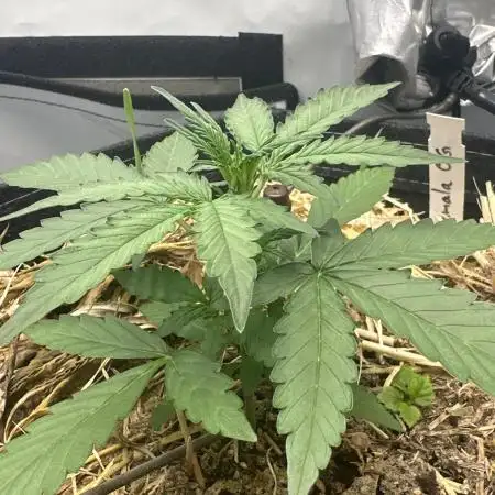 Kamala OG by Fastbuds