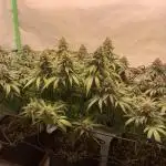 LA Peyote Kush & Mimosa x Orange Punch 