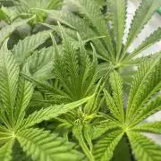 La Gran Jefa by GHSC