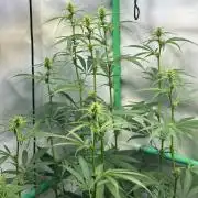 Grannys Purple 👵Living Soil by Herbies