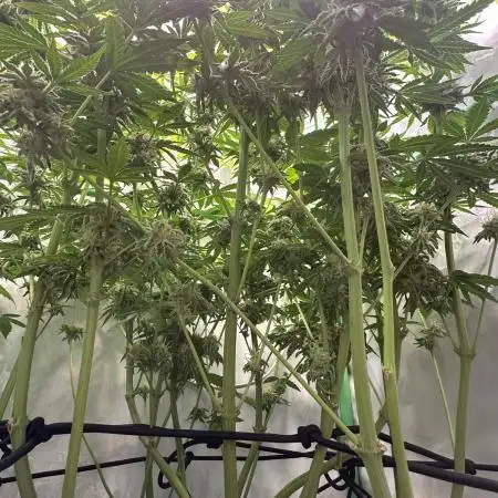 Lemon Orange 🍊 Living Soil