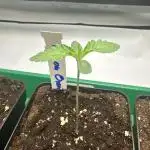 Lemon Orange by GHSC