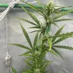 Kamala OG by Fastbuds