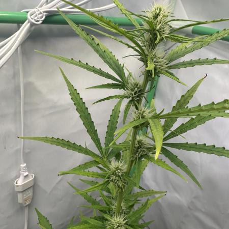 Kamala OG by Fastbuds