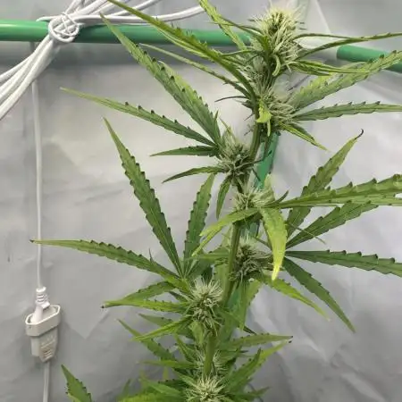 Kamala OG by Fastbuds