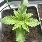 La Gran Jefa by GHSC