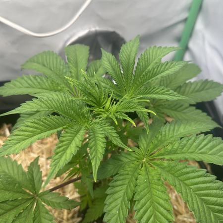 La Gran Jefa by GHSC