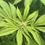 Kong‘s Krush by GHSC