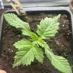 Kong‘s Krush by GHSC