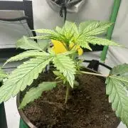 Lemon Orange by GHSC