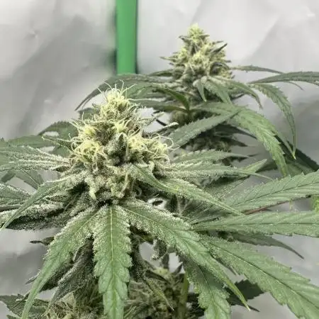 DDos#33 by Herbies Seeds