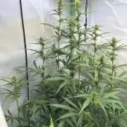 Grannys Purple 👵Living Soil by Herbies