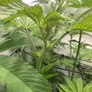 Kong‘s Krush by GHSC