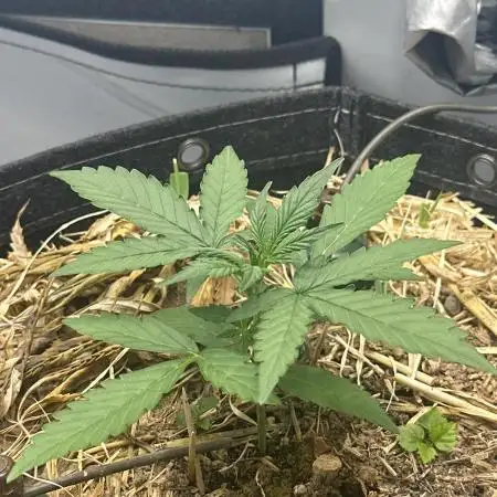 Kamala OG by Fastbuds