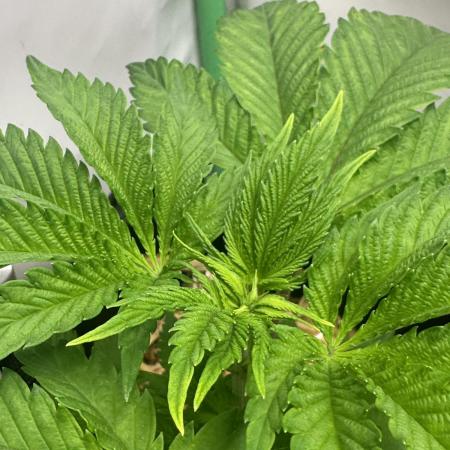 Kong‘s Krush by GHSC