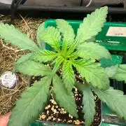 Grandmommy Purple 👵