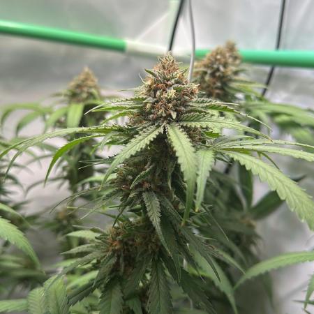 Mango Sapphire