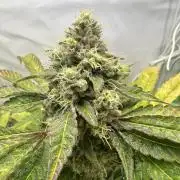 Lemon Orange 🍊 Living Soil