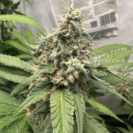 Mimosa Shot by Herbies