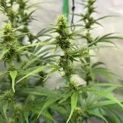 Grannys Purple 👵Living Soil by Herbies