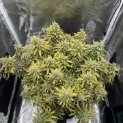 RQS Euphoria - Back on Track