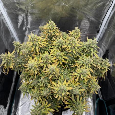 RQS Euphoria - Back on Track