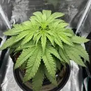 RQS Euphoria - Back on Track