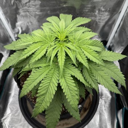 RQS Euphoria - Back on Track