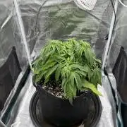 RQS Euphoria - Back on Track