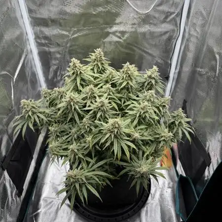 RQS Euphoria - Back on Track