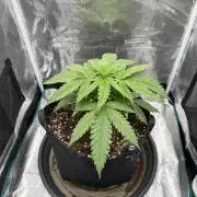 RQS Euphoria - Back on Track