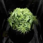 RQS Euphoria - Back on Track