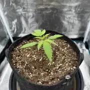 RQS Euphoria - Back on Track