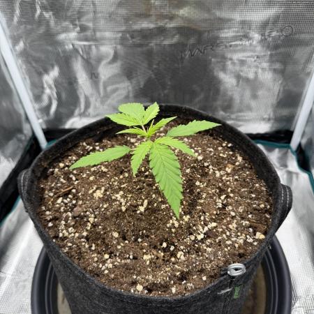 RQS Euphoria - Back on Track