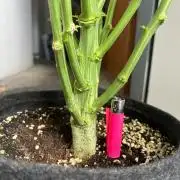 Auto fat Pete
