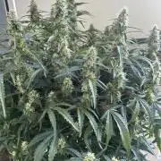 Auto fat Pete