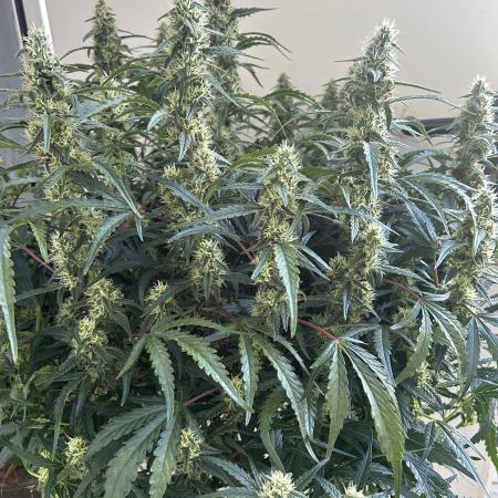 Auto fat Pete
