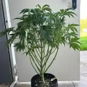 B F27 Auto ‚Strong And Heavy
