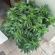 Auto Fume Pop