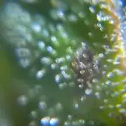 A F27 Auto Strong THC & Heavy terps