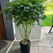 Auto Fume Pop