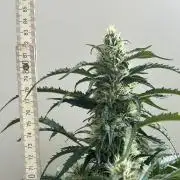 A F27 Auto Strong THC & Heavy terps
