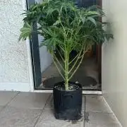 B F27 Auto ‚Strong And Heavy