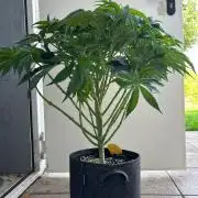 Auto Fume Pop