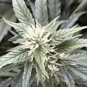 A F27 Auto Strong THC & Heavy terps