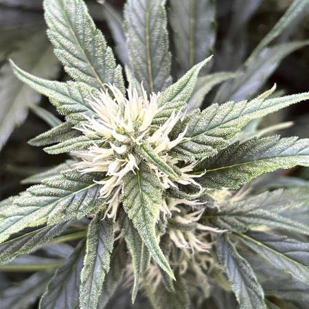 A F27 Auto Strong THC & Heavy terps