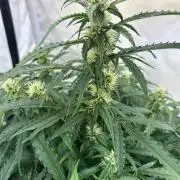 A F27 Auto Strong THC & Heavy terps