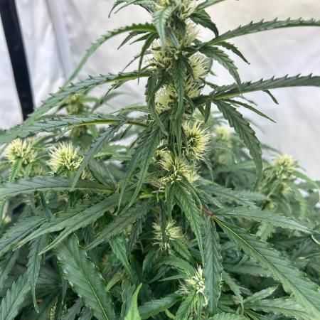 A F27 Auto Strong THC & Heavy terps
