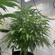 A F27 Auto Strong THC & Heavy terps